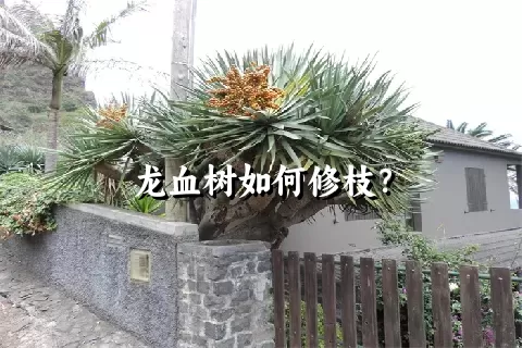 龙血树如何修枝？