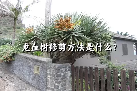 龙血树修剪方法是什么？