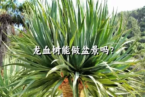 龙血树能做盆景吗？