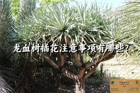 龙血树插花注意事项有哪些？