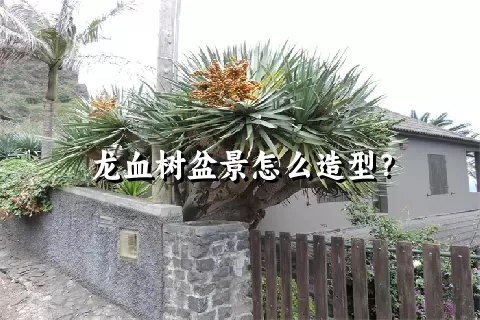 龙血树盆景怎么造型？