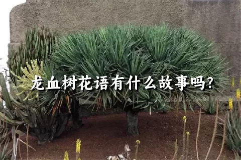 龙血树花语有什么故事吗？