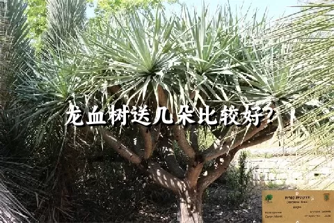 龙血树送几朵比较好？