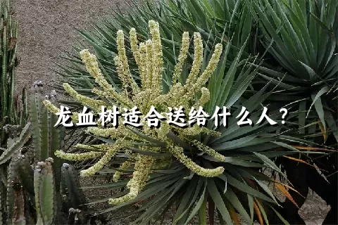 龙血树适合送给什么人？