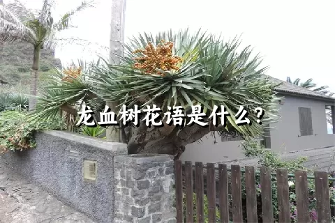 龙血树花语是什么？