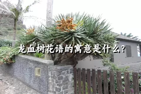 龙血树花语的寓意是什么？