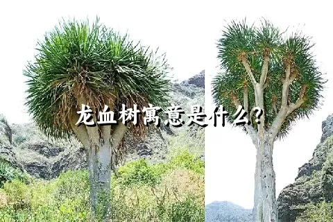 龙血树寓意是什么？