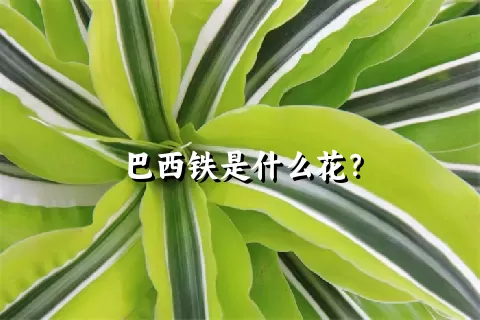 巴西铁是什么花？