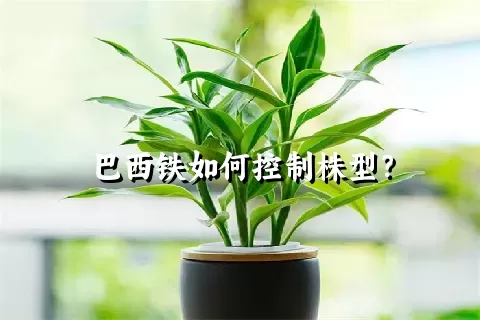 巴西铁如何控制株型？