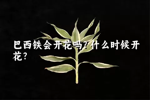 巴西铁会开花吗？什么时候开花？