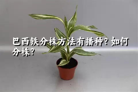 巴西铁分株方法有播种？如何分株？