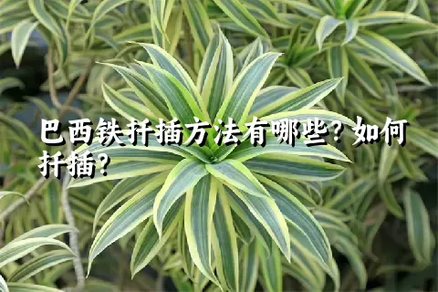 巴西铁扦插方法有哪些？如何扦插？