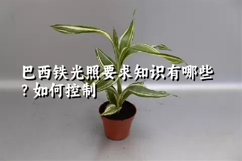 巴西铁光照要求知识有哪些？如何控制