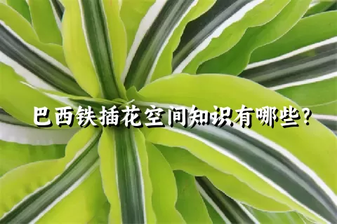 巴西铁插花空间知识有哪些？