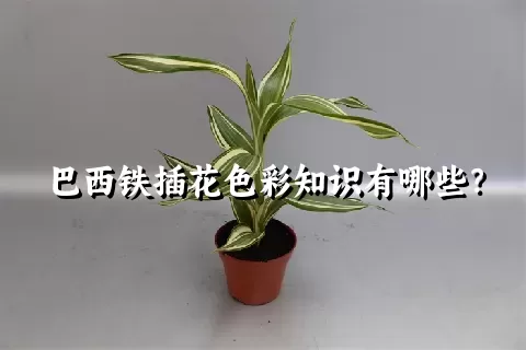 巴西铁插花色彩知识有哪些？