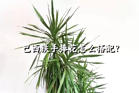 巴西铁手捧花怎么搭配？