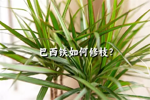 巴西铁如何修枝？