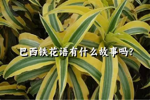 巴西铁花语有什么故事吗？