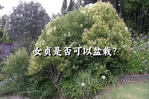 女贞是否可以盆栽？