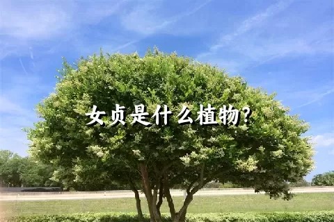 女贞是什么植物？