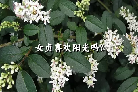 女贞喜欢阳光吗？