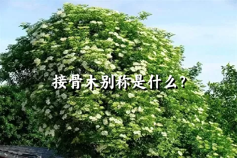 接骨木别称是什么？