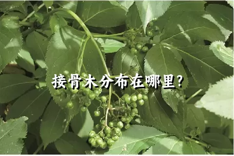 接骨木分布在哪里?