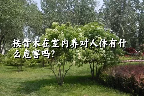 接骨木在室内养对人体有什么危害吗？