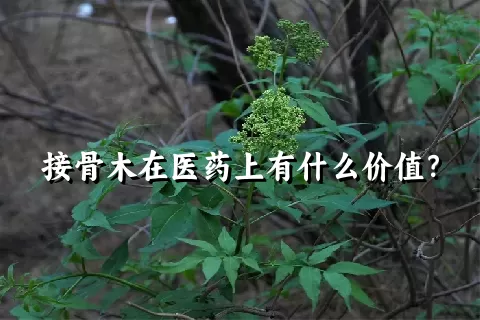 接骨木在医药上有什么价值？