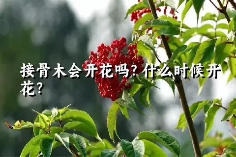 接骨木会开花吗？什么时候开花？