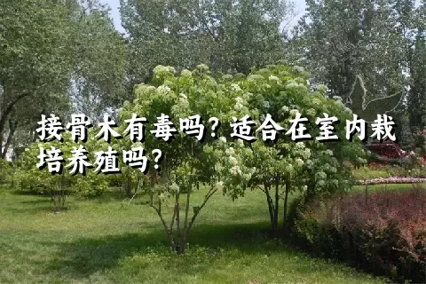 接骨木有毒吗？适合在室内栽培养殖吗？