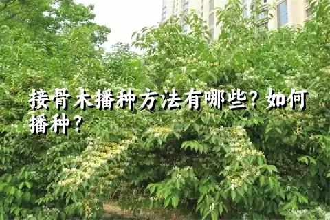 接骨木播种方法有哪些？如何播种？