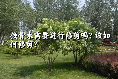 接骨木需要进行修剪吗？该如何修剪？