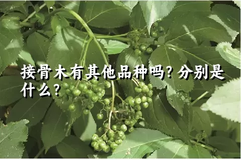 接骨木有其他品种吗？分别是什么？