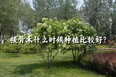 接骨木什么时候种植比较好？