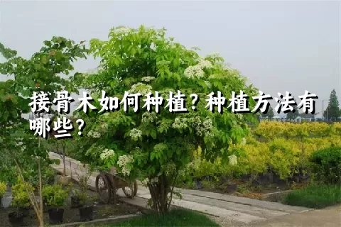 接骨木如何种植？种植方法有哪些？