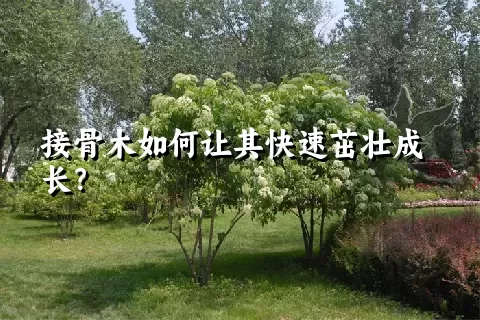 接骨木如何让其快速茁壮成长？