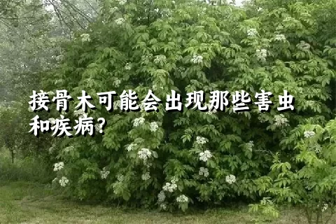 接骨木可能会出现那些害虫和疾病？