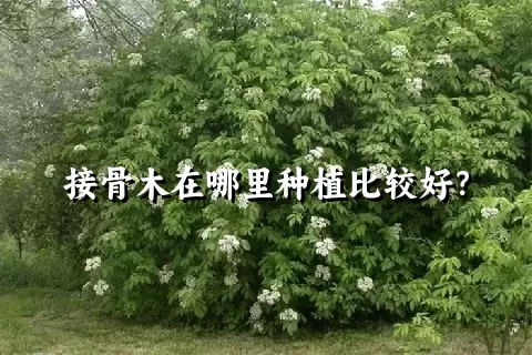 接骨木在哪里种植比较好？