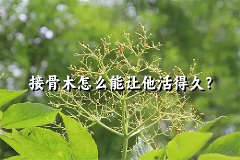 接骨木怎么能让他活得久？