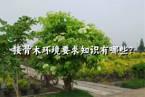 接骨木环境要求知识有哪些？