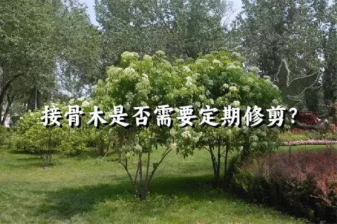 接骨木是否需要定期修剪？