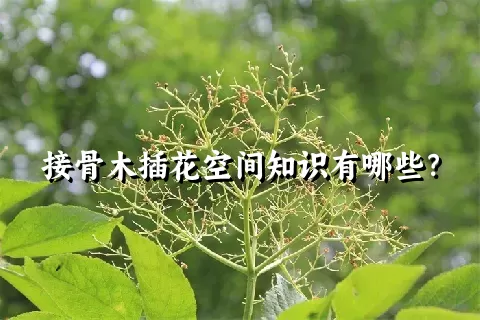 接骨木插花空间知识有哪些？