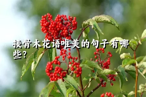 接骨木花语唯美的句子有哪些？