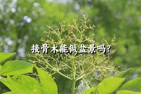 接骨木能做盆景吗？