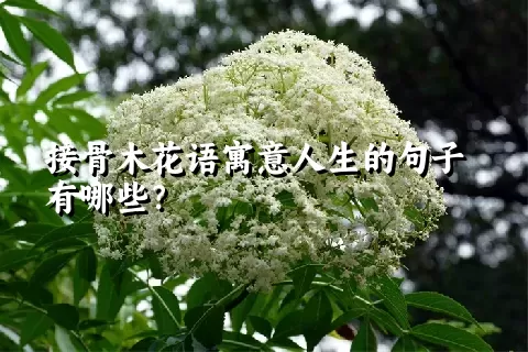 接骨木花语寓意人生的句子有哪些？