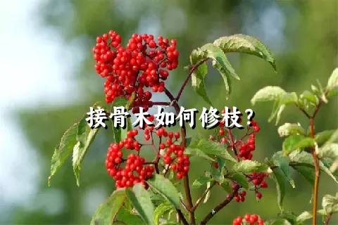 接骨木如何修枝？