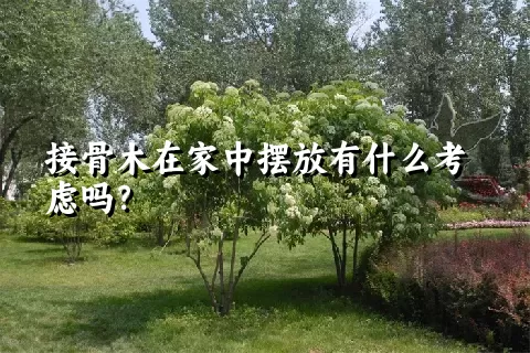 接骨木在家中摆放有什么考虑吗？