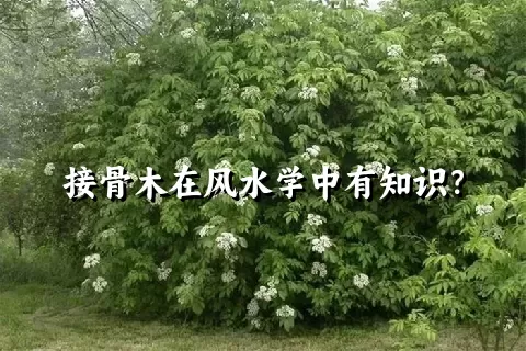 接骨木在风水学中有知识？