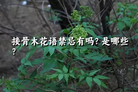 接骨木花语禁忌有吗？是哪些？